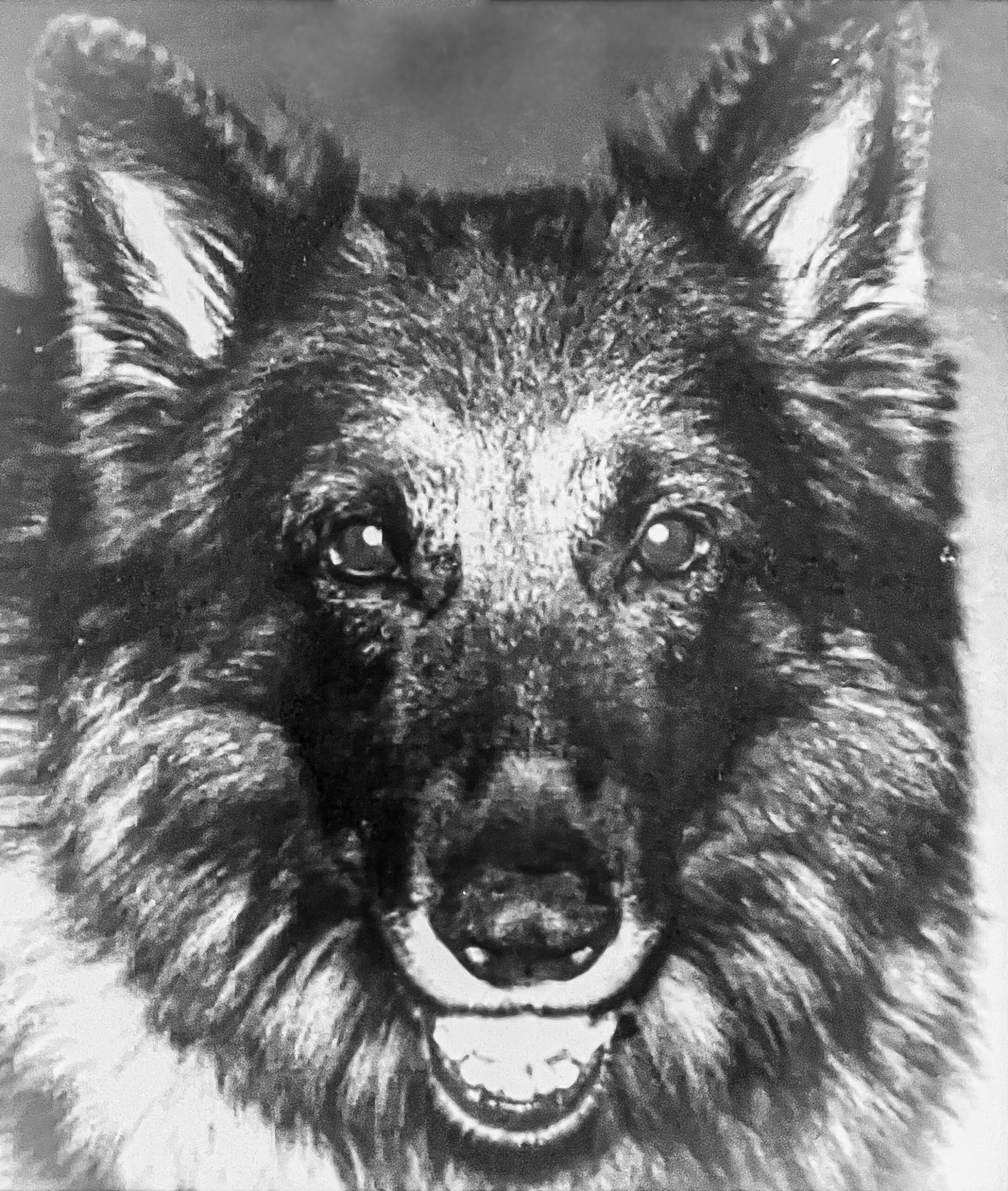 alko