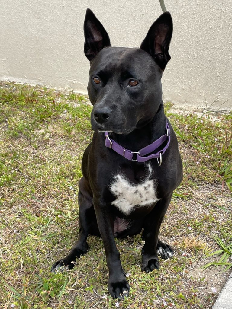 a dog