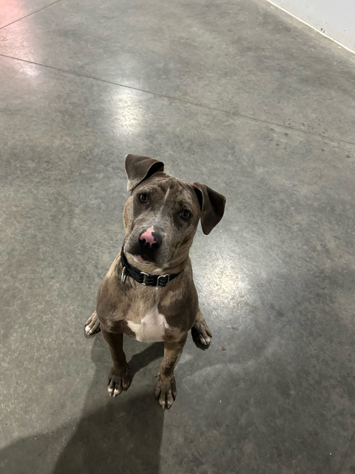 One Cell Dog Cell Dog Program – Lee County Sheriff's Office