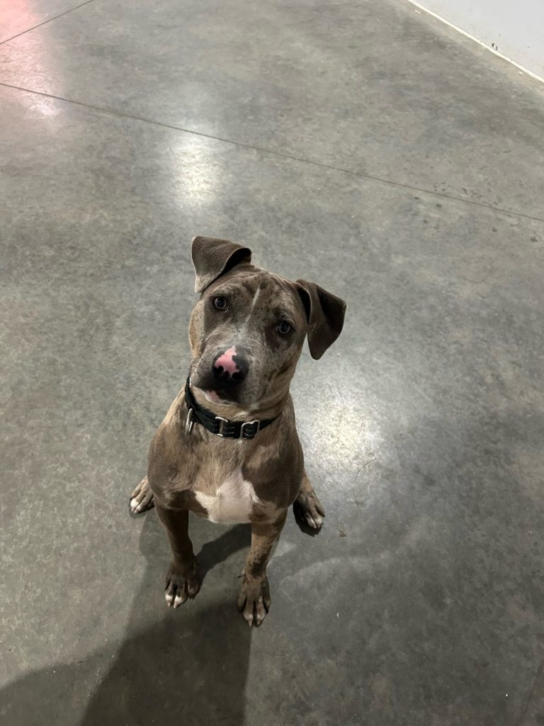 a dog