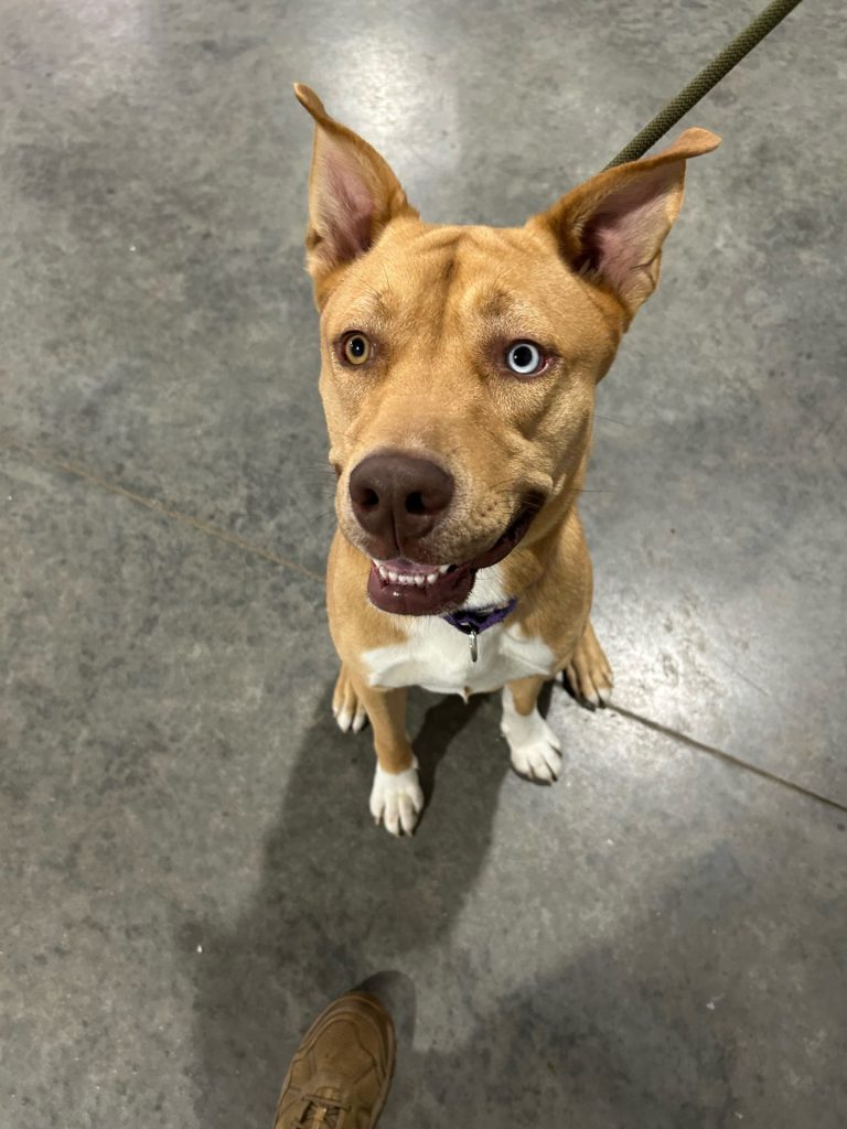 a dog