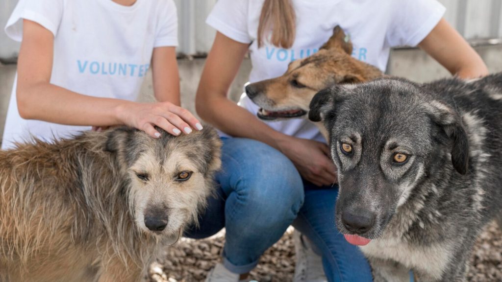 volunteers and dogs